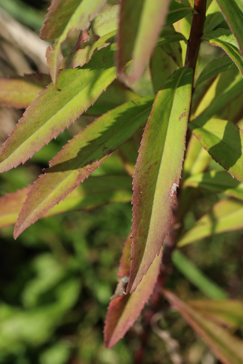 Изображение особи Solidago canadensis.