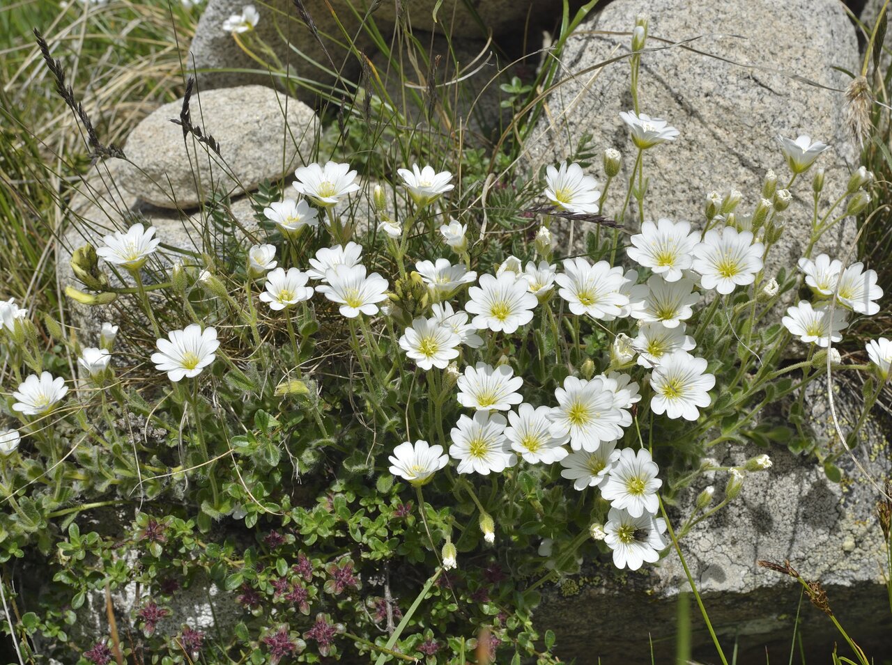 Изображение особи Cerastium lanatum.