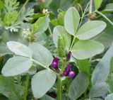 Vicia narbonensis. Верхушка цветущего растения. Израиль, г. Петах-Тыква, пустырь у стройки. 26.02.2011.