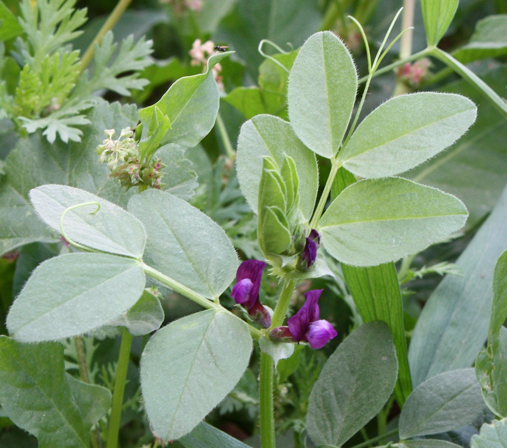 Изображение особи Vicia narbonensis.