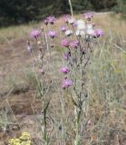 Jurinea thyrsiflora