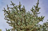 Picea meyeri. Верхушка кроны с созревающими шишками. Китай, пров. Ганьсу, г. Чжанъе, в культуре. 03.06.2025.