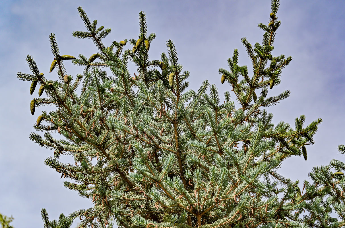 Изображение особи Picea meyeri.