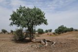 Populus pruinosa