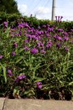 Verbena rigida