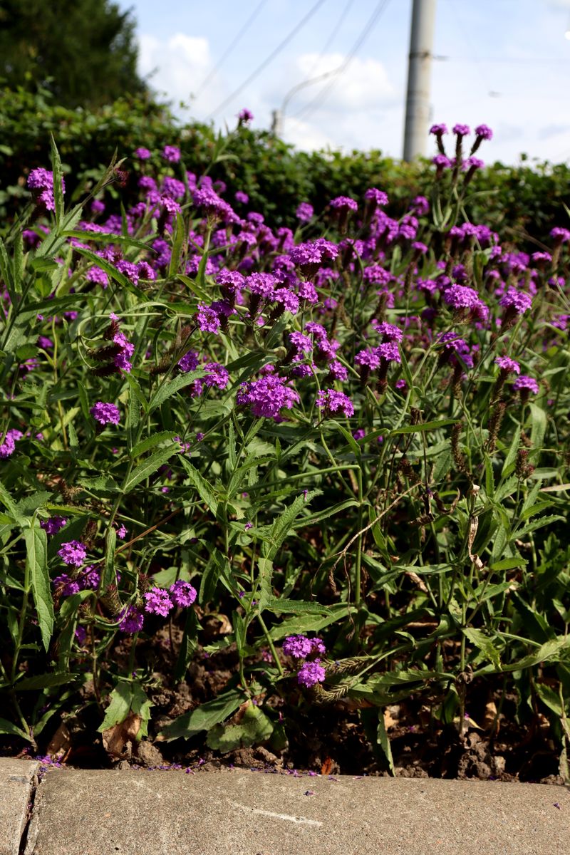 Image of Verbena rigida specimen.