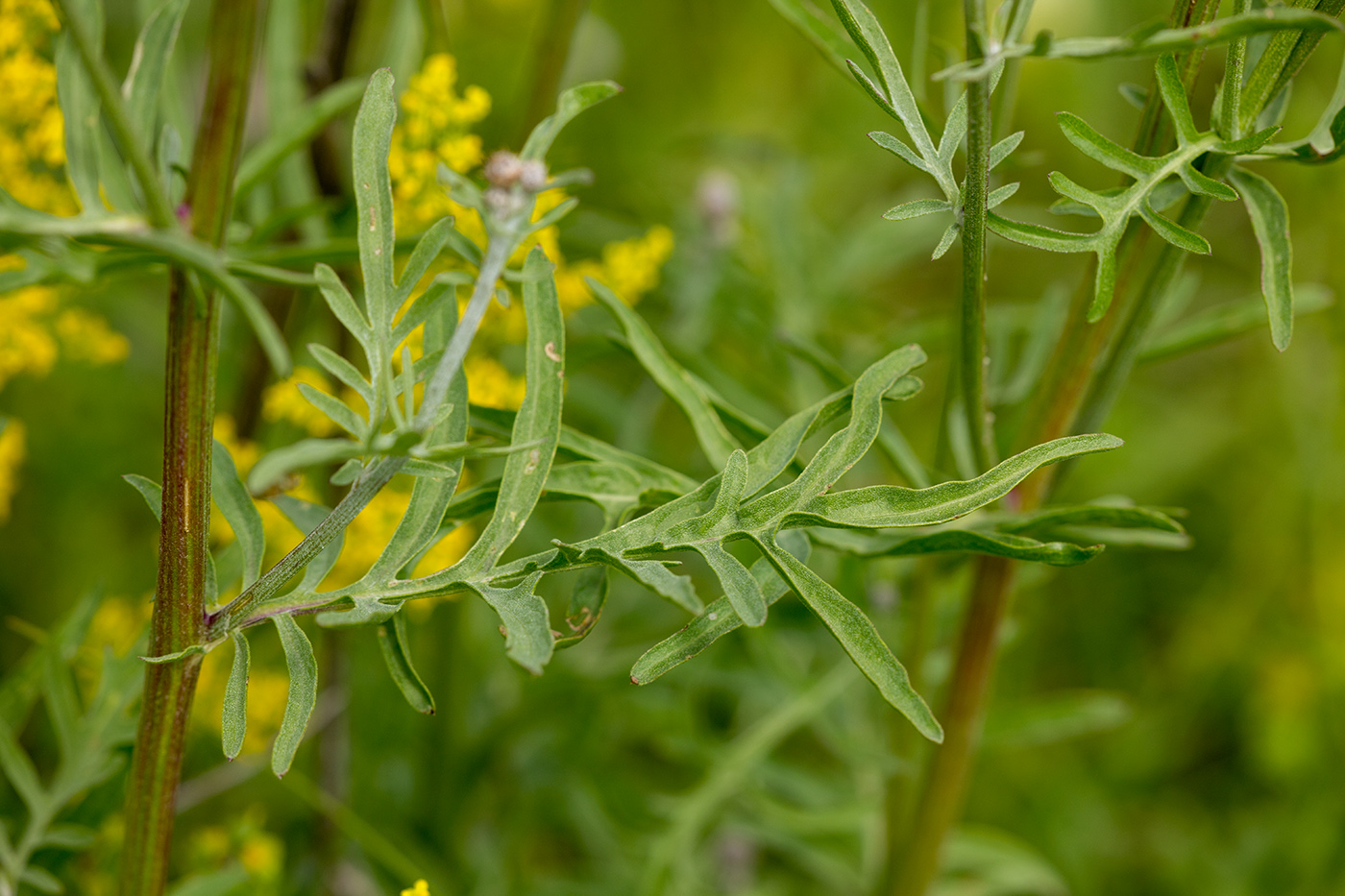 Image of Centaurea scabiosa specimen.