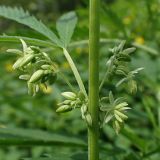 Cannabis sativa var. spontanea