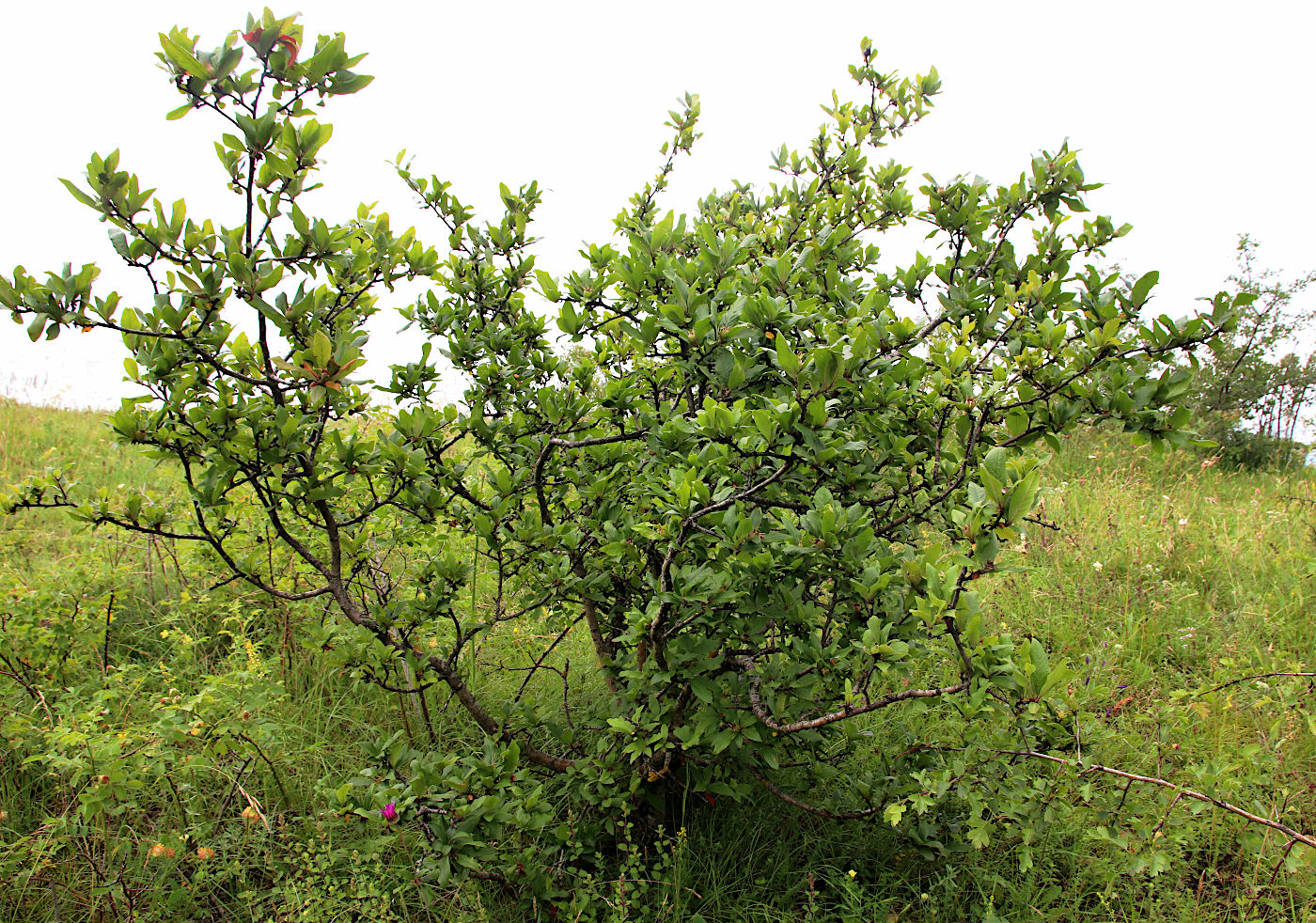Image of Mespilus germanica specimen.