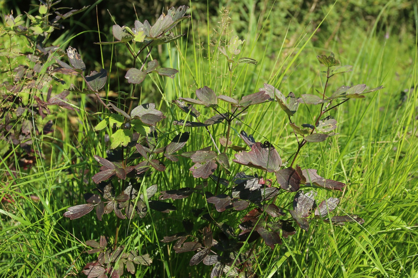 Изображение особи Thalictrum flavum.