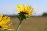 Inula helenium