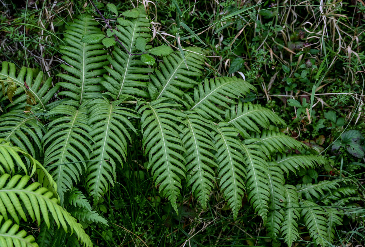 Image of Woodwardia radicans specimen.