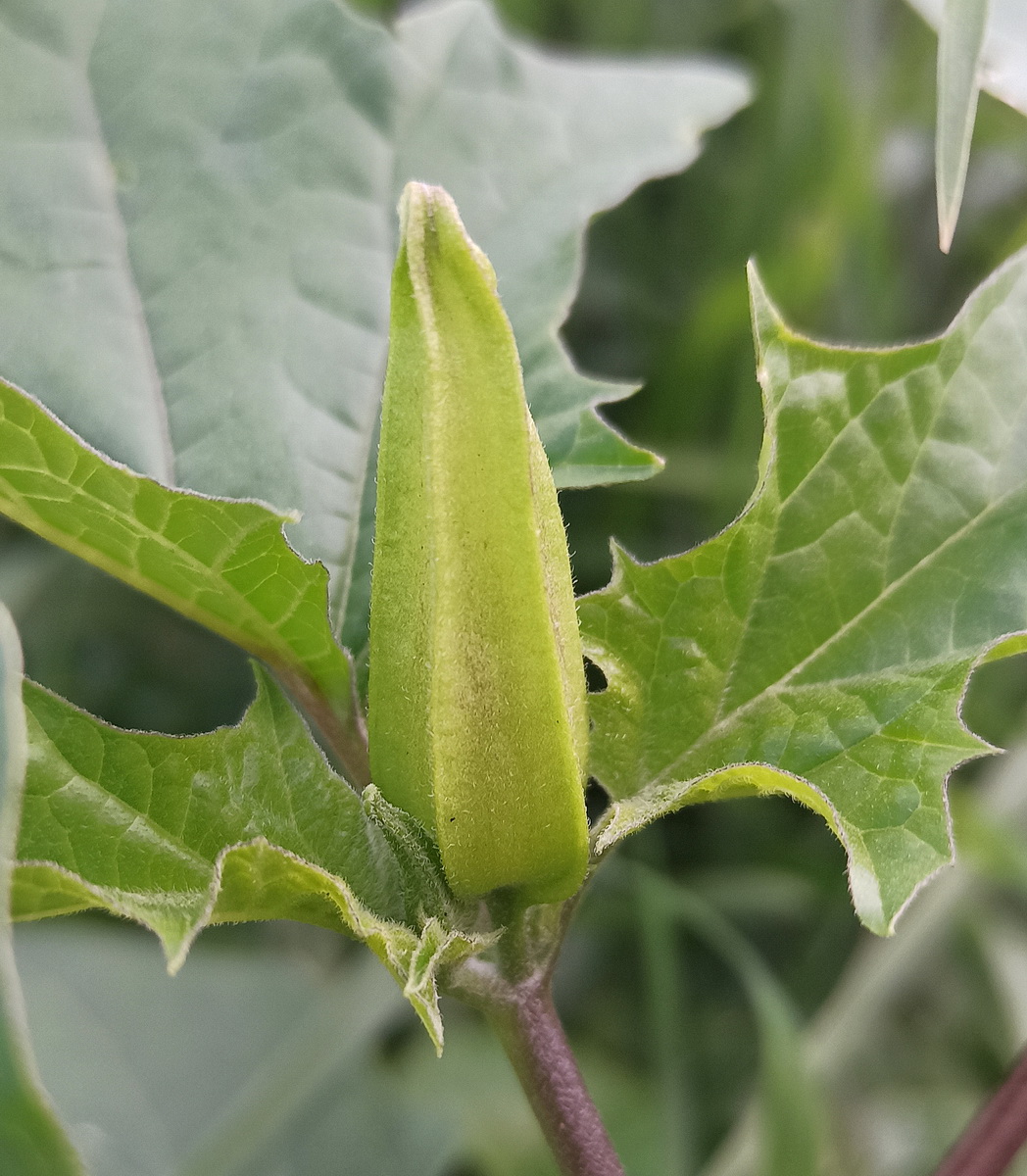 Image of genus Datura specimen.