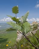 Sorbus caucasica. Ветвь. Карачаево-Черкесия, Зеленчукский р-н, гора Джангур, ≈ 1500 м н.у.м., задернованное скальное обнажение. 04.06.2025.
