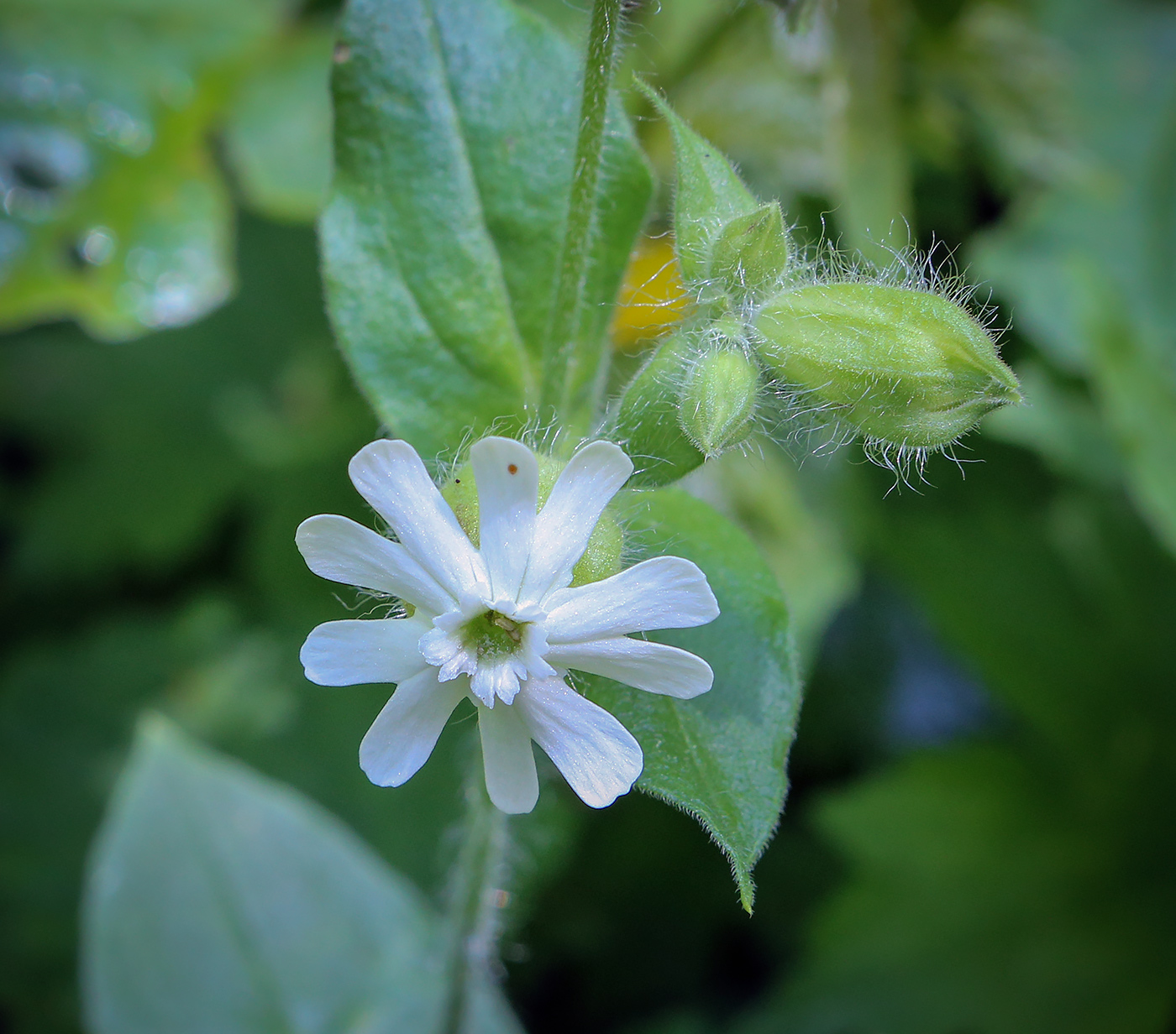 Изображение особи Melandrium latifolium.