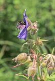 Geranium pratense. Часть соцветия с завязавшимися плодами и цветком с пчелой. Белгородская обл., Ракитянский р-н, южная окраина хут. Петровский, дол. р. Ворсклица, балка Ротькин Лог, подошва склона северной экспозиции. 2 июля 2022 г.
