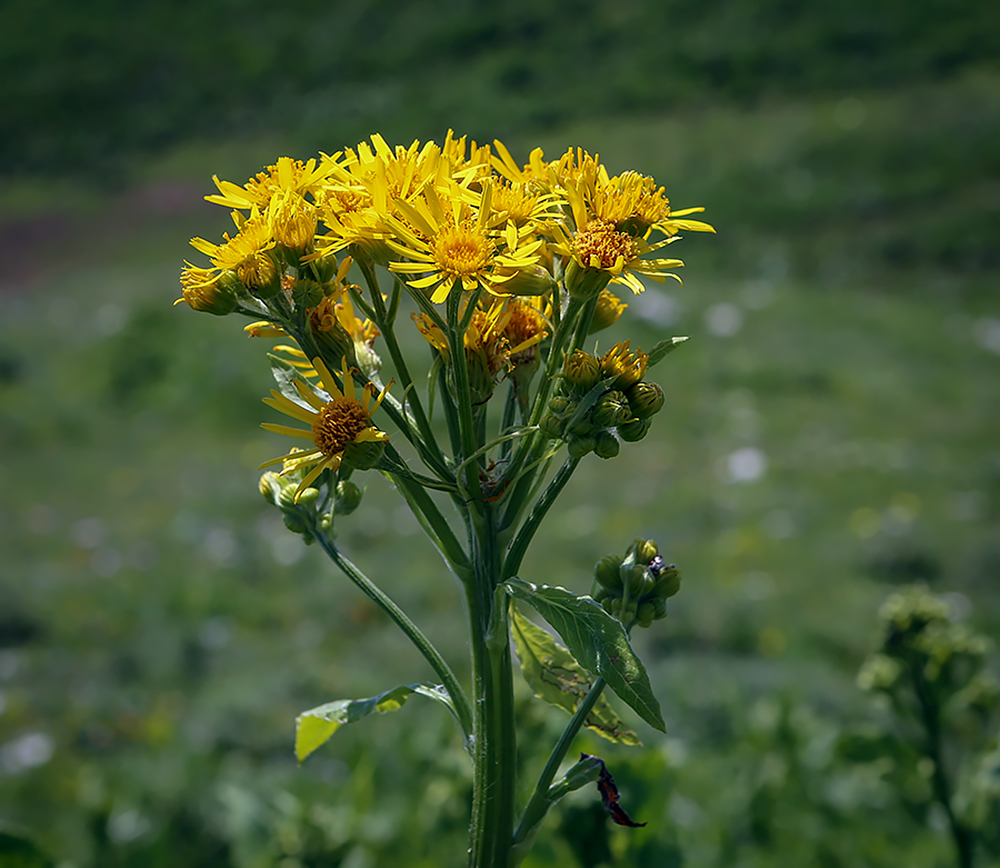 Изображение особи Tephroseris cladobotrys.