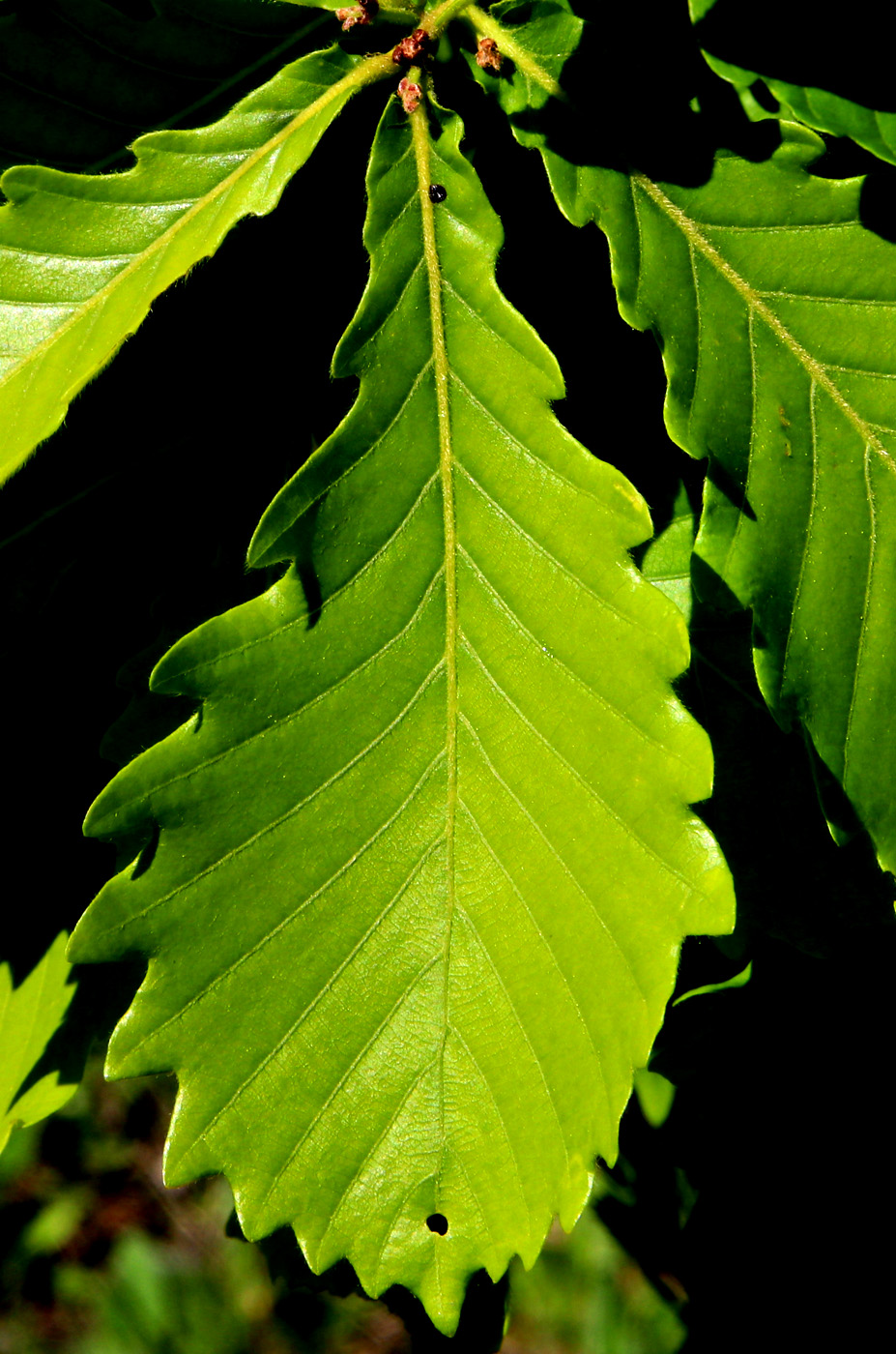Image of Quercus mongolica specimen.