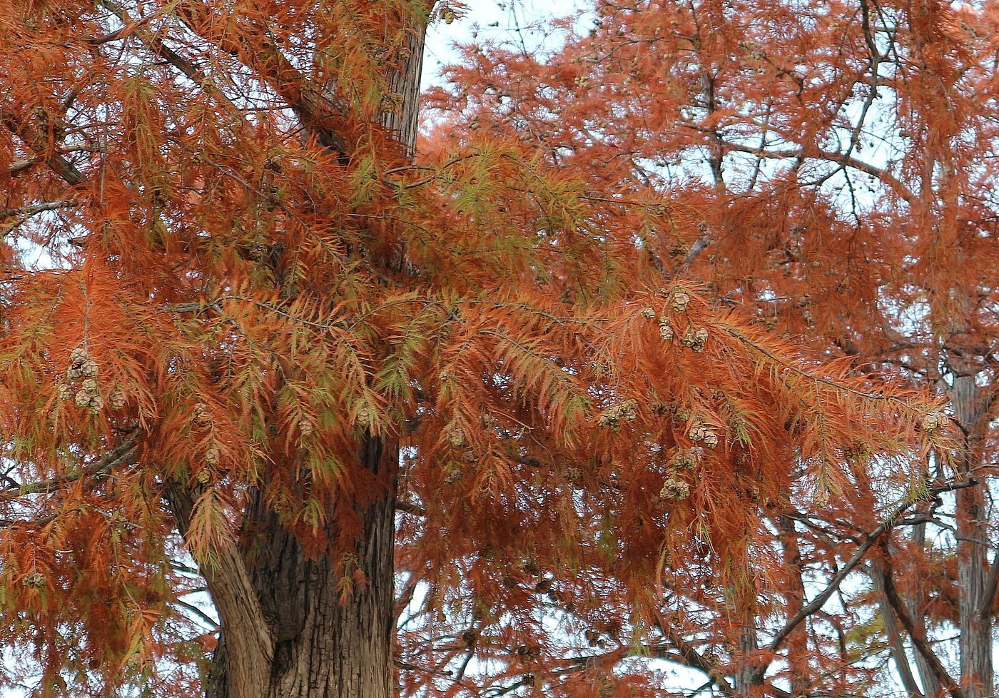 Image of Taxodium distichum specimen.