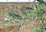 Olea europaea. Верхушка веточки с соплодиями с незрелыми плодами. Испания, автономное сообщество Кастилия и Леон, пров. Леон, г. Леон, озеленение. Июль.
