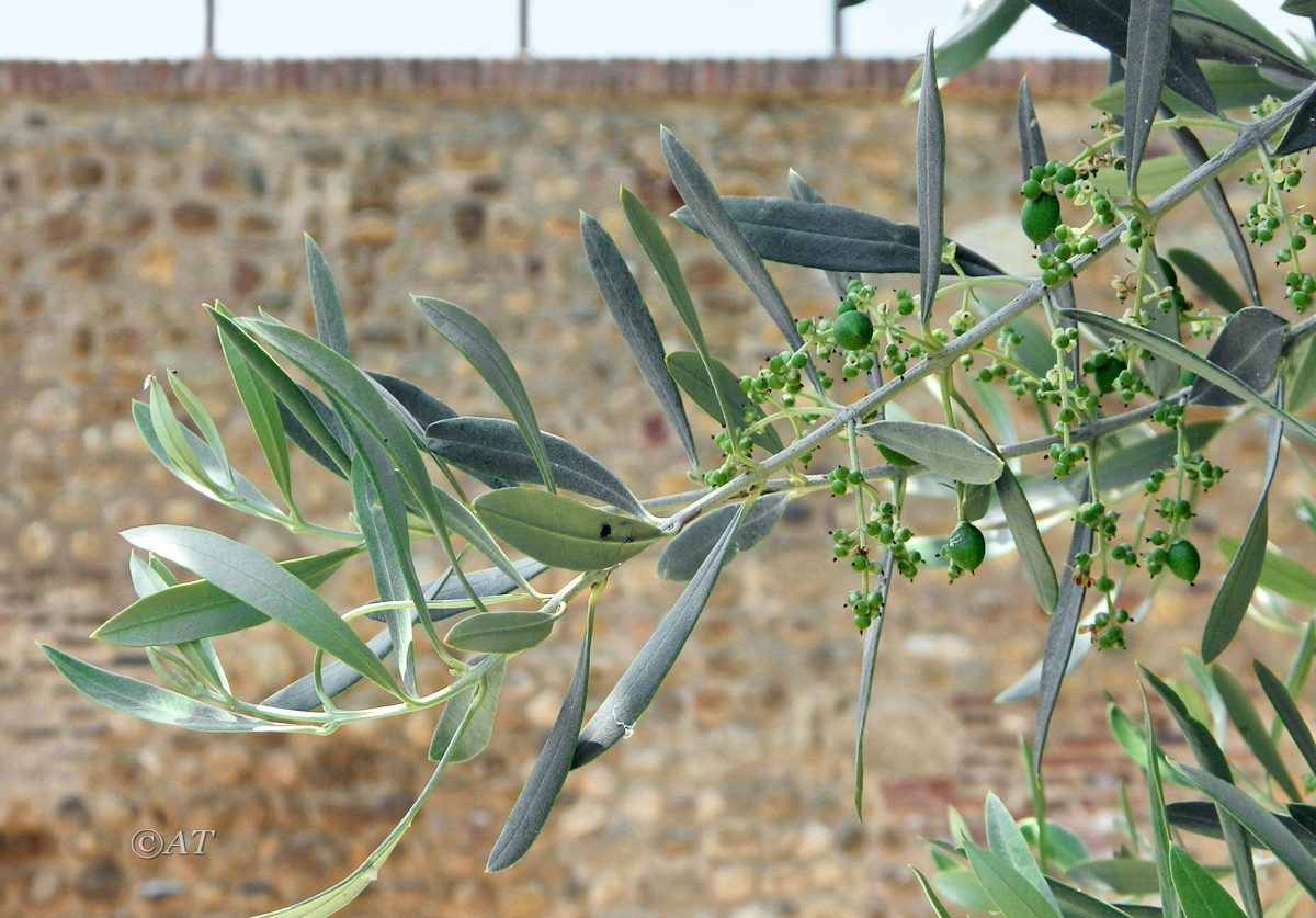 Image of Olea europaea specimen.