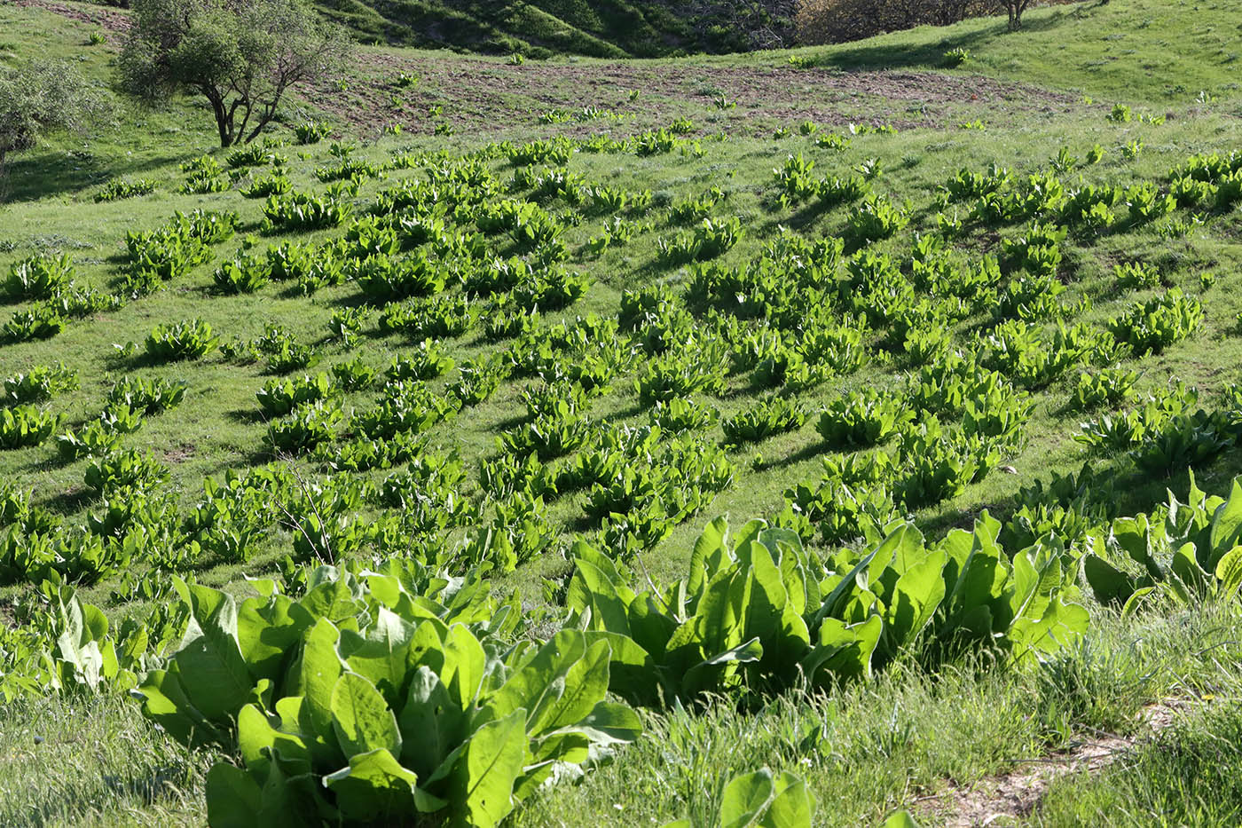 Image of Inula macrophylla specimen.