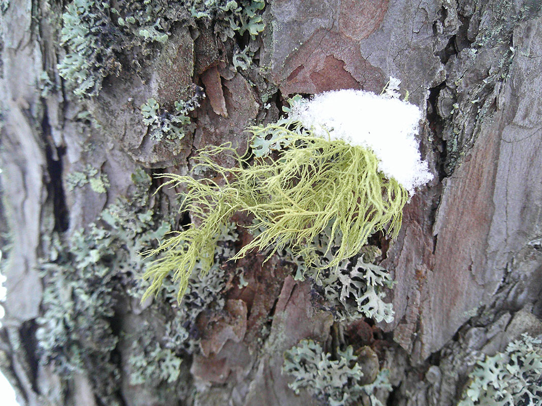 Image of Usnea hirta specimen.