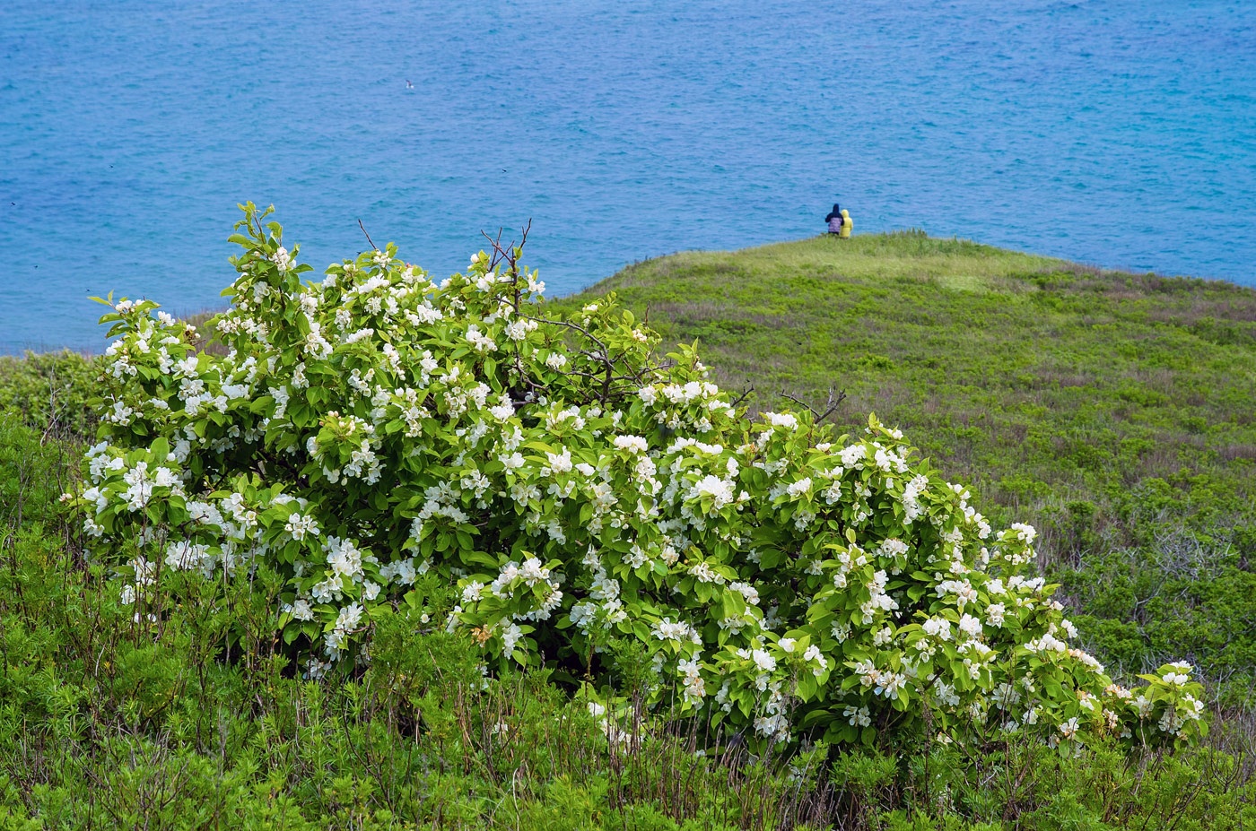 Изображение особи Malus mandshurica.