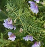 genus Vicia. Часть побега с соцветиями. Турция, ил Карс, окр. Ани, площадка перед входом в крепость. 28 мая 2025 г.