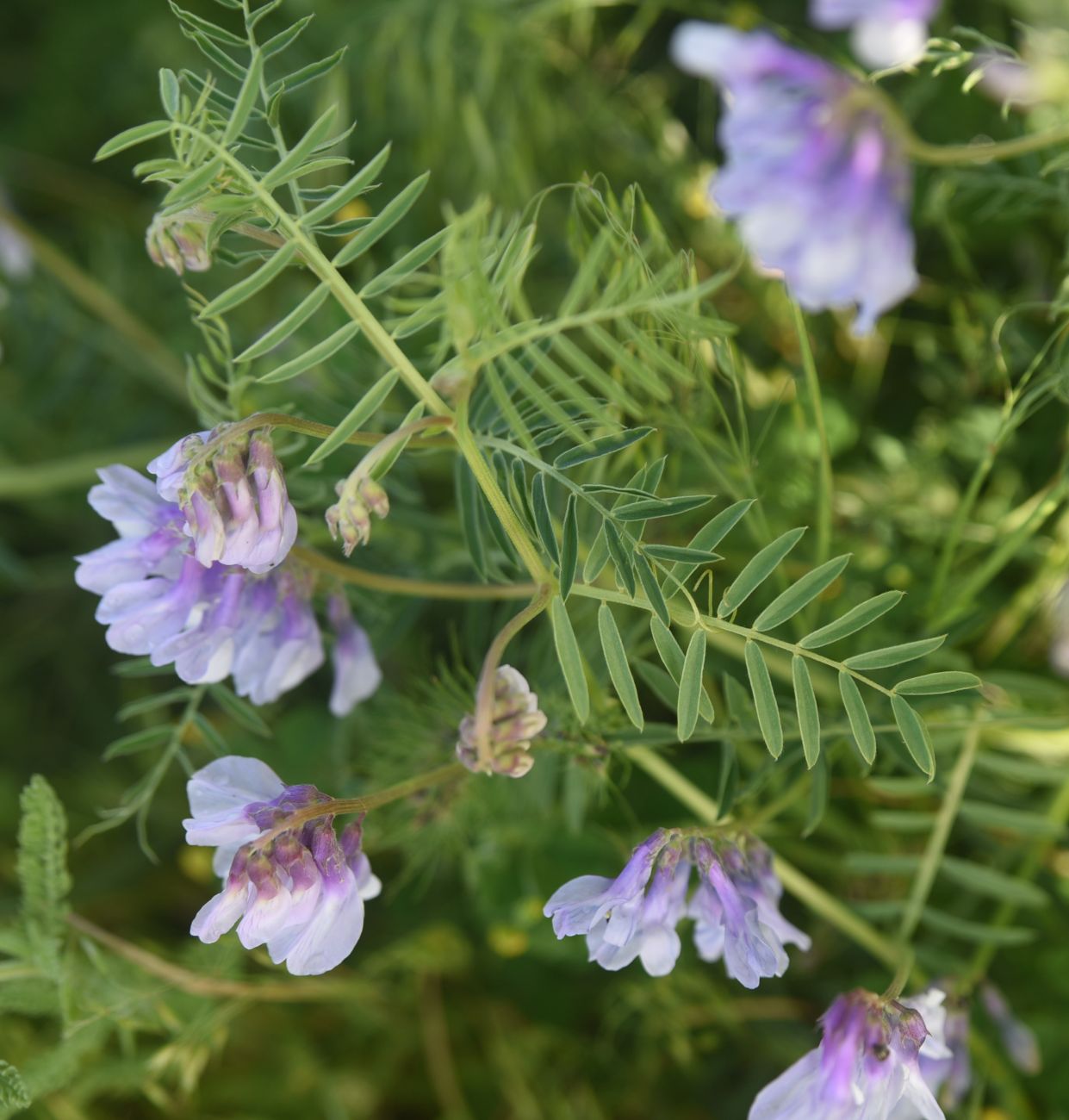 Image of genus Vicia specimen.