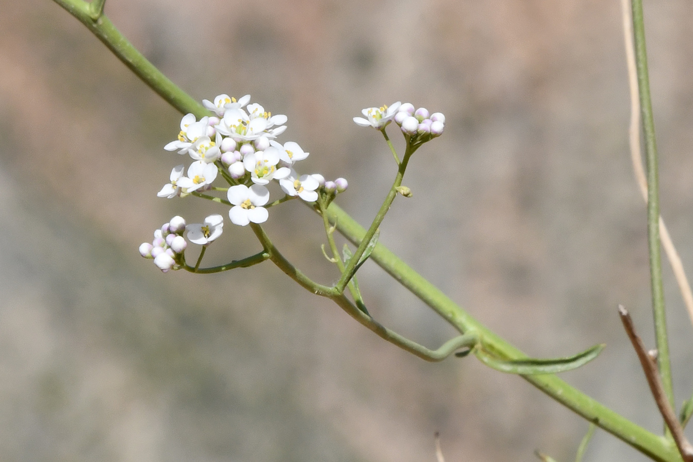 Image of Lepidium ferganense specimen.