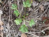 genus Ranunculus