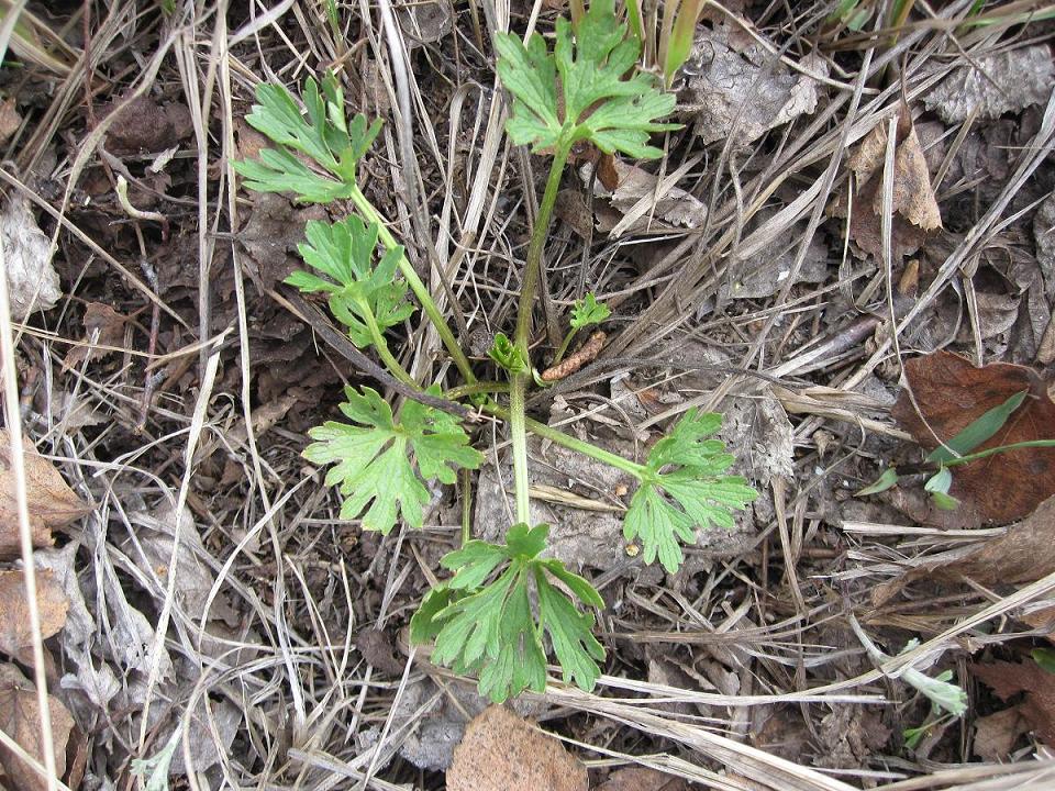 Image of genus Ranunculus specimen.