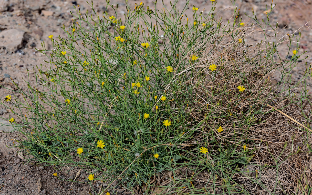 Изображение особи род Chondrilla.