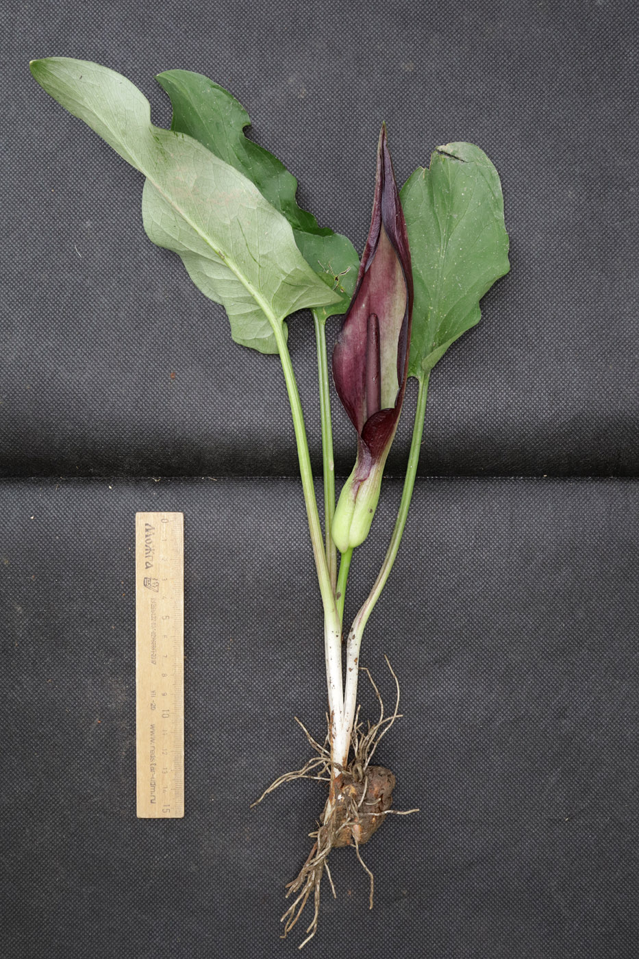 Изображение особи Arum elongatum.