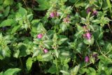 Lamium maculatum. Верхушки цветущих растений. Ленинградская обл., Ломоносовский р-н, дер. Дубки, дачный участок, в культуре. 17.05.2026.