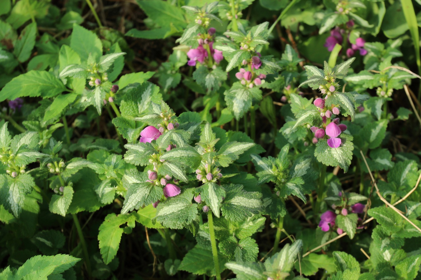 Image of Lamium maculatum specimen.