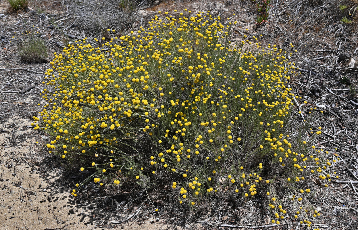 Image of genus Santolina specimen.