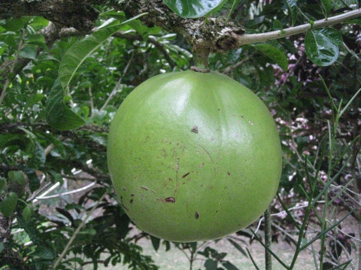 Изображение особи Crescentia cujete.