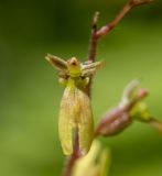 Listera nipponica