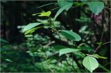 Frangula alnus. Верхушка ветви с формирующимся соцветием. Московская обл., Раменский р-н, окр. дер. Хрипань, садовый участок. 04.06.2026.