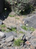 familia Apiaceae. Цветущее растение. Таджикистан, Горно-Бадахшанская автономная обл., Рушанский р-н, хр. Музкол, окр. Сарезского оз., Усойский завал, каменистый склон. 26 июня 2026 г.