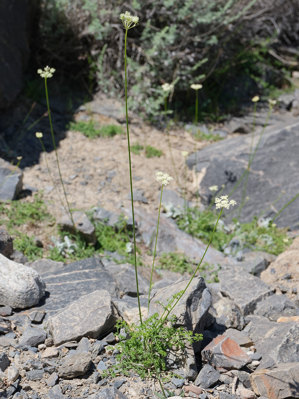 Image of familia Apiaceae specimen.