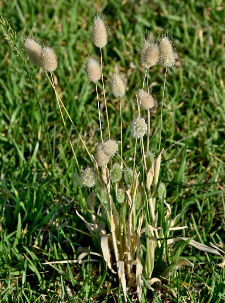 Image of Lagurus ovatus specimen.