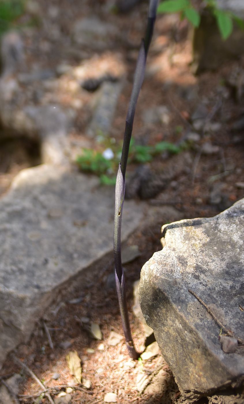 Image of Limodorum abortivum specimen.