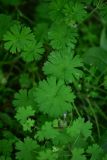 genus Geranium