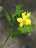 Image of taxon representative. Author is Раду Кибзий