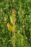 unknown species. Верхушка плодоносящего растения. Турция, ил Артвин, р-н Юсуфели, окр. дер. Дамлаташ, выс. 1912 м н.у.м., луг. 13 июня 2026 г.
