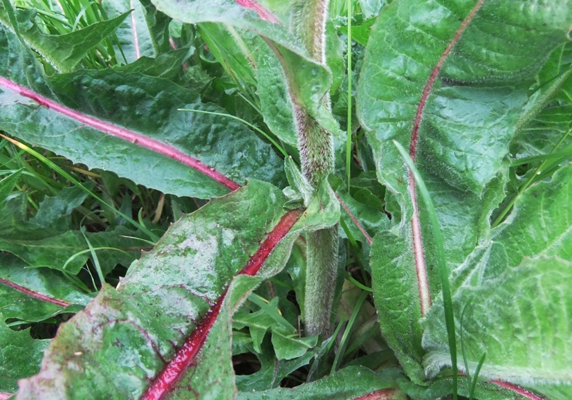 Image of Cichorium intybus specimen.