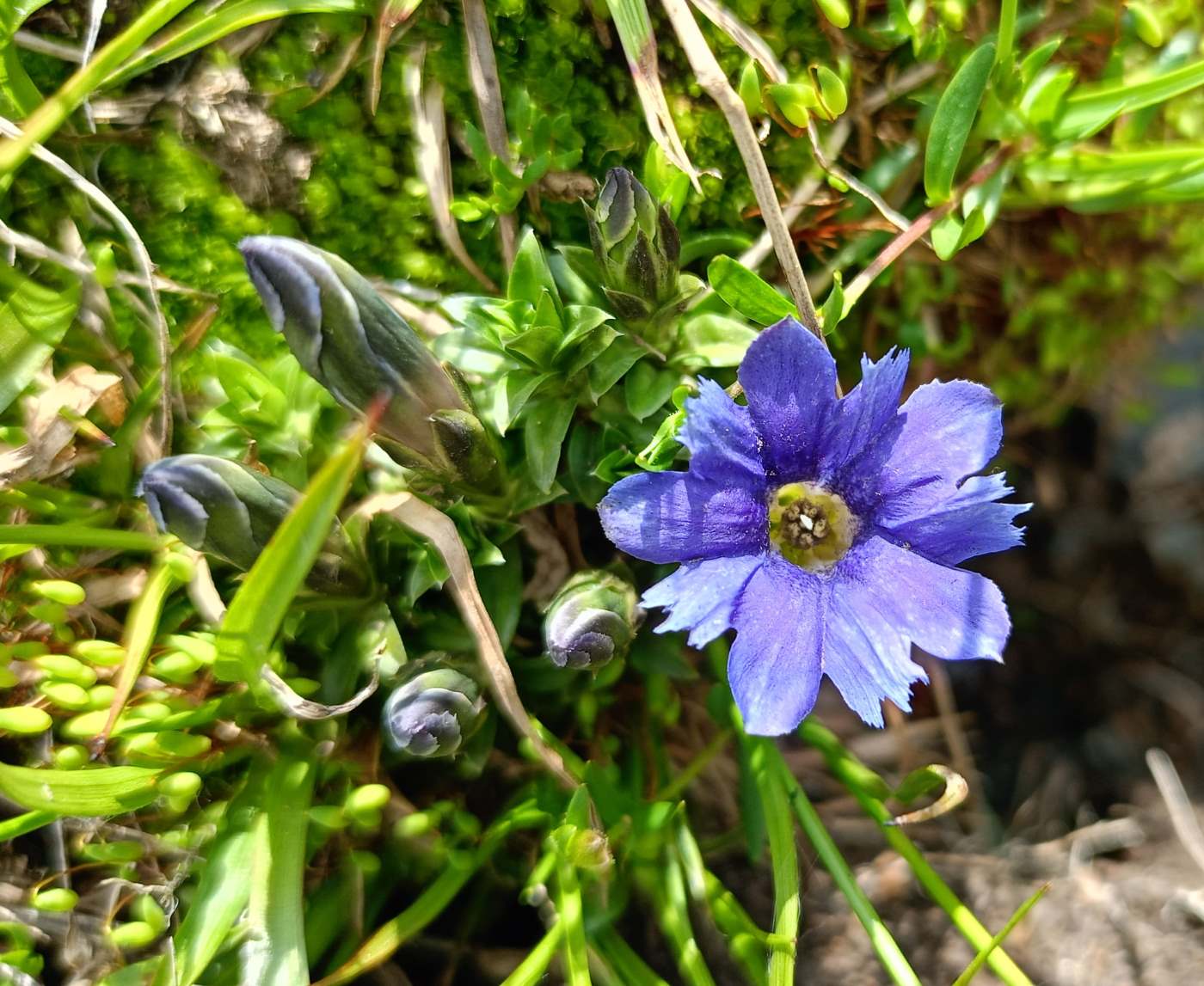 Изображение особи Gentiana dshimilensis.